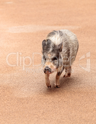 Domestic pot bellied pig Sus scrofa domesticus