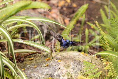 Purple honeycreeper known as Cyanerpes caeruleus