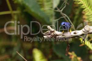 Purple honeycreeper known as Cyanerpes caeruleus