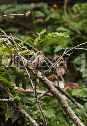 Rufous crowned tanager also called Tangara cayana