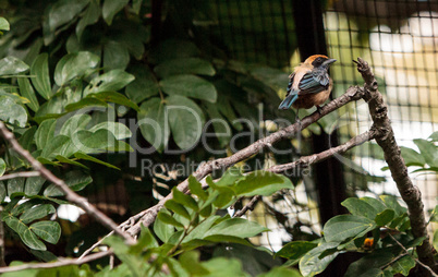 Rufous crowned tanager also called Tangara cayana