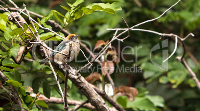 Rufous crowned tanager also called Tangara cayana