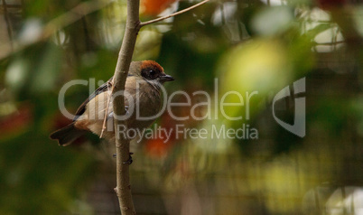 Rufous crowned tanager also called Tangara cayana