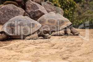 Sierra Negra Tortoise Chelonoidis nigra guntheri