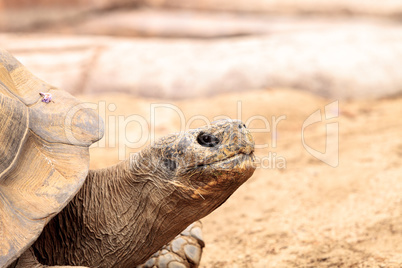 Sierra Negra Tortoise Chelonoidis nigra guntheri