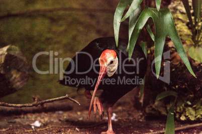 Southern bald ibis called Geronticus calvus