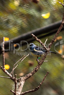 Turquoise tanager known as Tangara mexicana