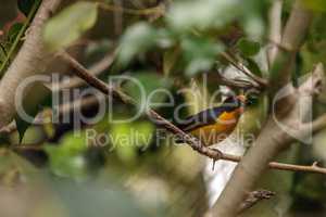 Male yellow and blue Violaceous Euphonia also called Euphonia vi