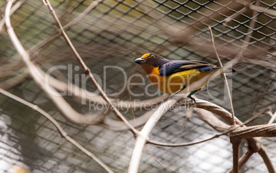 Male yellow and blue Violaceous Euphonia also called Euphonia vi