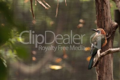 White-fronted bee-eater Merops bullockoides