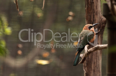 White-fronted bee-eater Merops bullockoides