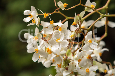 White Begonia flowers bloom
