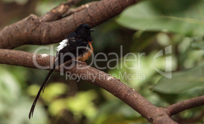 White crowned robin chat is a bird scientifically known as Cossy