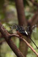 White crowned robin chat is a bird scientifically known as Cossy