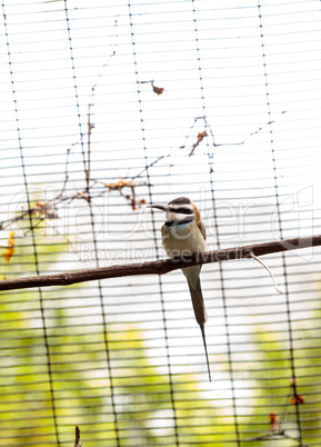 White throated bee-eater known as Merops albicollis