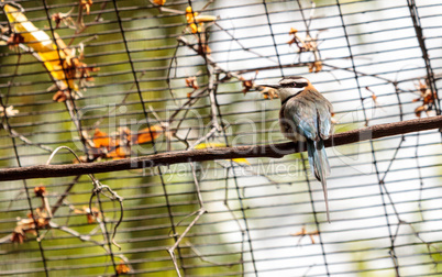 White throated bee-eater known as Merops albicollis