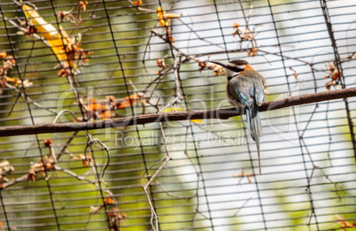 White throated bee-eater known as Merops albicollis