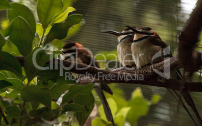 White throated bee-eater known as Merops albicollis