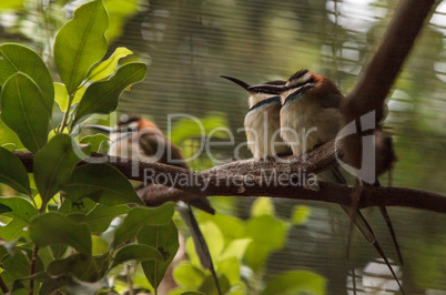 White throated bee-eater known as Merops albicollis