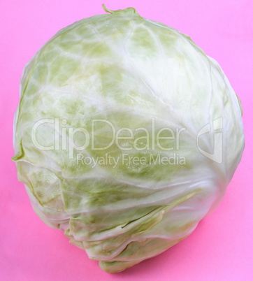 Head of White Cabbage on Pink Background