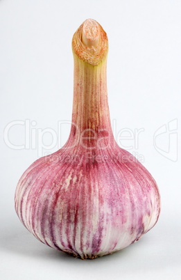 Garlic on green Background