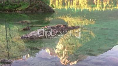 Wild Ducks on a Calm Morning Lake