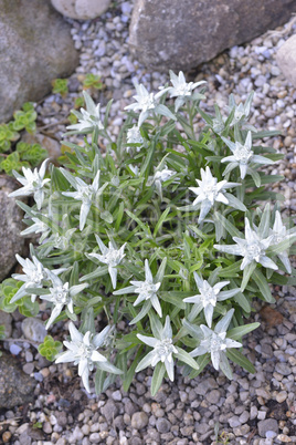 Edelweiss