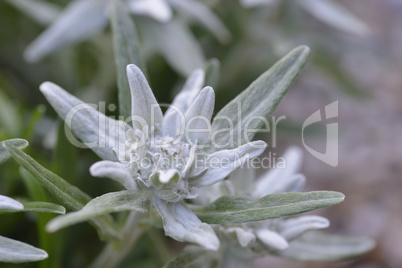 Edelweiss