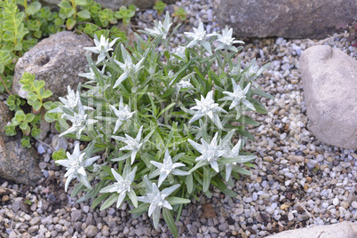 Edelweiss