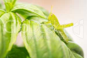 Beautiful Small Green Grasshopper Close-Up Resting On Basil Leav
