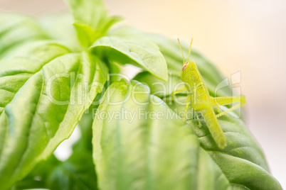 Beautiful Small Green Grasshopper Close-Up Resting On Basil Leav