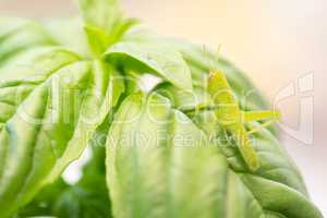 Beautiful Small Green Grasshopper Close-Up Resting On Basil Leav