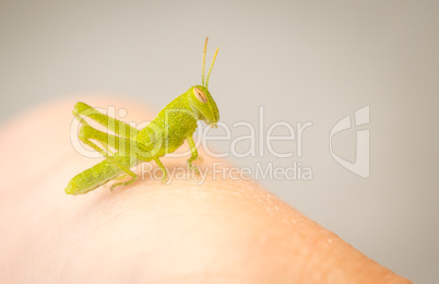 Beautiful Small Green Grasshopper Close-Up Resting On Human Hand