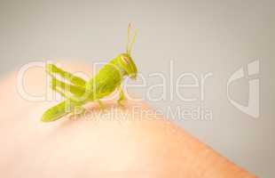 Beautiful Small Green Grasshopper Close-Up Resting On Human Hand