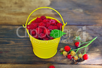 Yellow iron bucket full of red ripe raspberries