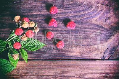 Branch with ripe and unripe raspberry