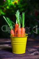 Fresh carrots in a yellow iron bucket