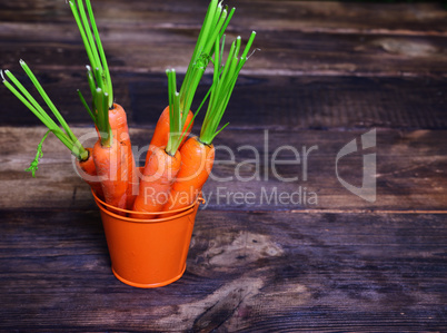Fresh orange carrots in a bucket
