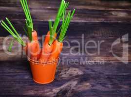 Fresh orange carrots in a bucket