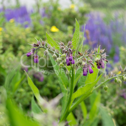 common comfrey plant