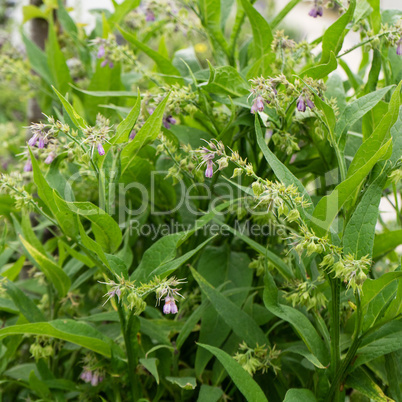 common comfrey plant