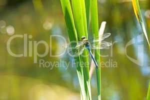 Große Königslibelle, Anax imperator, männlich