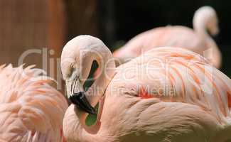 Portrait eines orange roten Flamingos