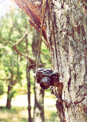 Old retro film camera hanging on a tree