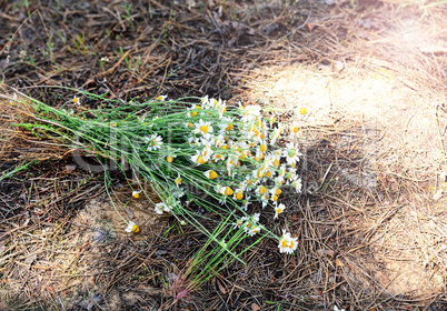 Bouquet of wild field chamomiles