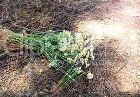 Bouquet of wild field chamomiles