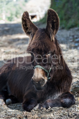 Donkey portrait on the farm