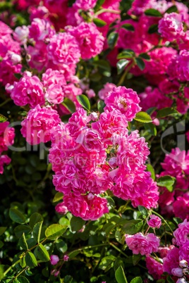 Rose pink Bonica 'Meidomonac', Rosaceae