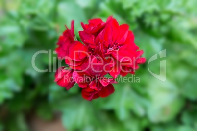 Geranium, Pelargonium (Pelargonium zonale hybrid). Red flowering plant