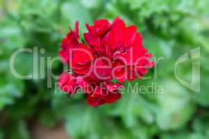 Geranium, Pelargonium (Pelargonium zonale hybrid). Red flowering plant